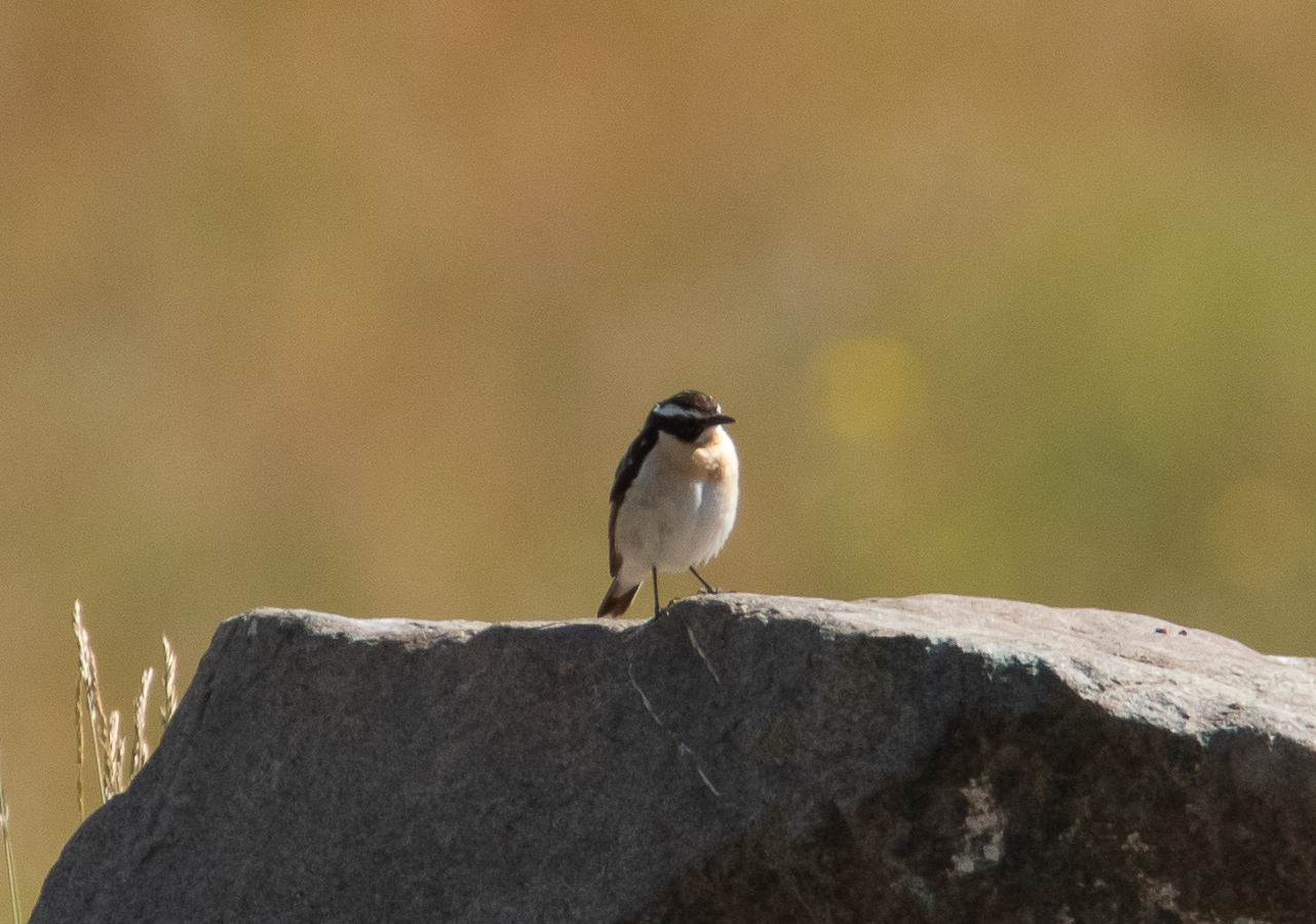 Miniature
